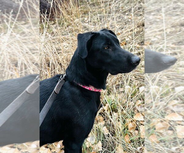 Medium Photo #4 Great Dane-Labrador Retriever Mix Puppy For Sale in Lakewood, CO, USA