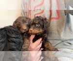 Small Photo #4 Golden Mountain Doodle  Puppy For Sale in REYNOLDSBURG, OH, USA