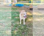 Small Labrador Retriever Mix