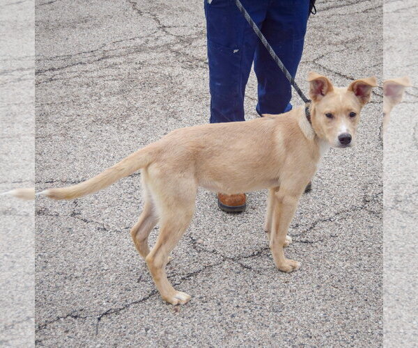 Medium Photo #2 Collie-Unknown Mix Puppy For Sale in Huntley, IL, USA