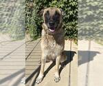 Small #2 German Shepherd Dog
