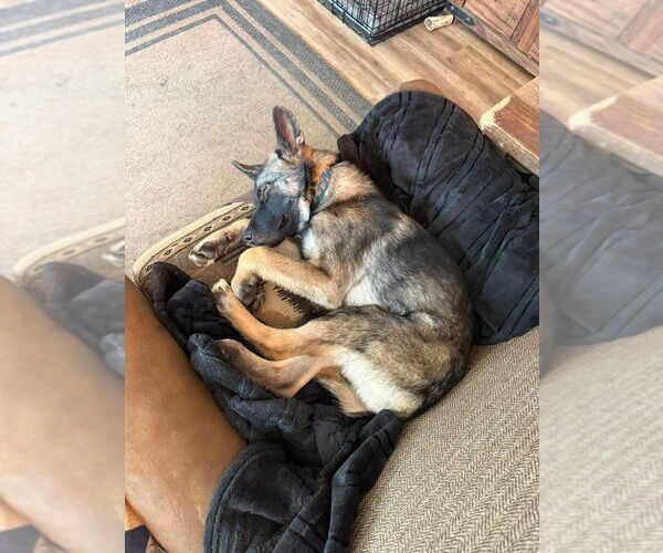 Medium Photo #7 German Shepherd Dog Puppy For Sale in Seattle, WA, USA