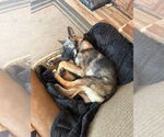 Small #6 German Shepherd Dog
