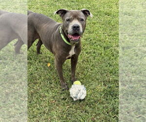 Maggie - Female Mutt Dog for Adoption - Photo #5