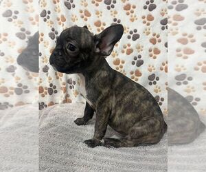 French Bulldog Puppy for sale in VIRGINIA BEACH, VA, USA