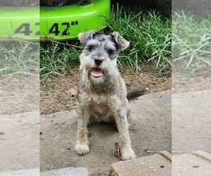 Schnauzer (Miniature) Puppy for sale in BELLA VISTA, AR, USA