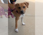 Small #8 American Staffordshire Terrier