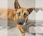 Small #2 German Shepherd Dog Mix