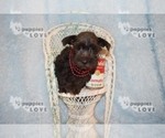 Small Photo #6 Schnauzer (Miniature) Puppy For Sale in SANGER, TX, USA