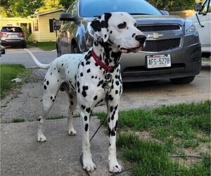 Father of the Dalmatian puppies born on 06/11/2023