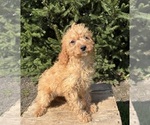 Small #3 Cavapoo mix (+ Poodle Miniature)