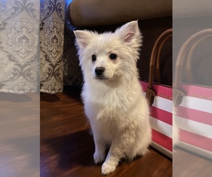 Pomsky Puppy for sale in ROMULUS, MI, USA