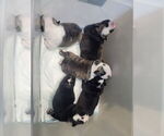 Small #1 English Bulldogge