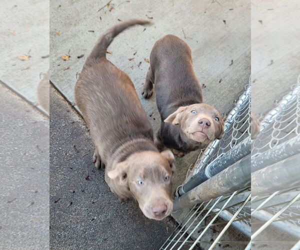 Medium Photo #4 Labrador Retriever Puppy For Sale in Sequim, WA, USA