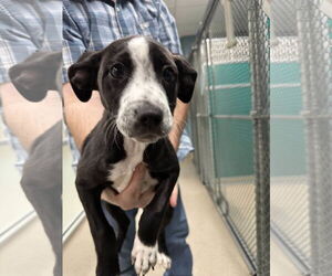 Pointer-Unknown Mix Dogs for adoption in Woodbury, NY, USA