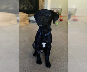 Philly - Male American Staffordshire Terrier-Labrador Retriever Mix Dog for Adoption - Photo #7