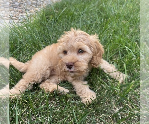 Medium Photo #8 Cavapoo Puppy For Sale in GREENWOOD, IN, USA