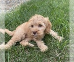 Small Photo #8 Cavapoo Puppy For Sale in GREENWOOD, IN, USA