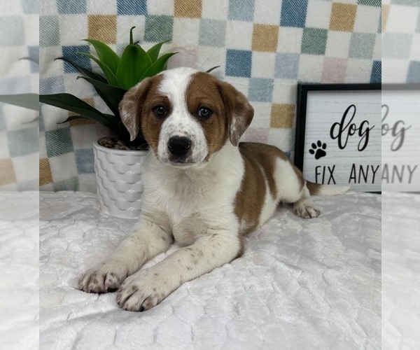 Medium Photo #4 Australian Cattle Dog Puppy For Sale in FRANKLIN, IN, USA