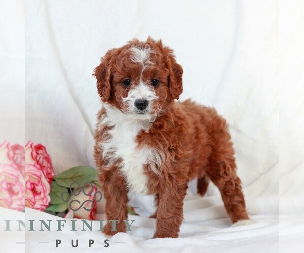 Medium Photo #3 Cavapoo (Miniature) Puppy For Sale in LITITZ, PA, USA