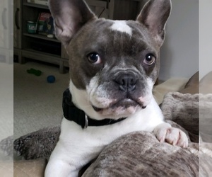 French Bulldog Puppy for sale in W JEFFERSON, OH, USA