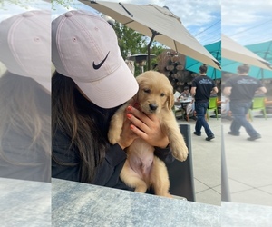 Golden Retriever Puppy for sale in CHATTANOOGA, TN, USA