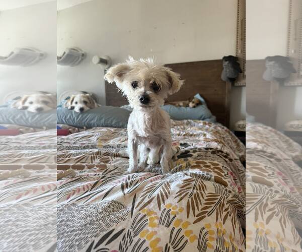 Medium Photo #4 Maltese-Unknown Mix Puppy For Sale in Plainfield, IL, USA