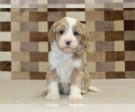 Small #2 Bernedoodle (Miniature)-Cavapoo (Miniature) Mix