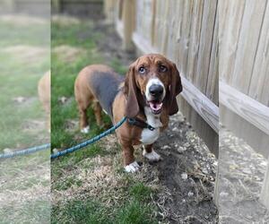 Basset Hound Dogs for adoption in Brookville, OH, USA