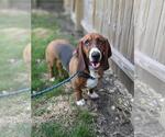 Small Basset Hound
