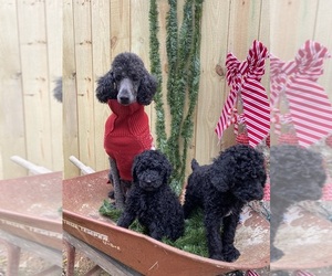 Poodle (Standard) Puppy for sale in DUBBERLY, LA, USA