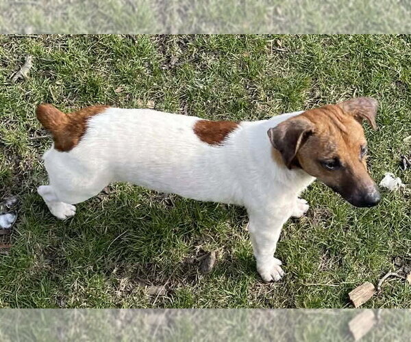 Medium Photo #4 Jack Russell Terrier Puppy For Sale in Grovertown, IN, USA