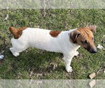 Small #3 Jack Russell Terrier