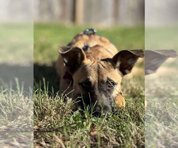 Medium Photo #1 Mutt Puppy For Sale in Imlay City, MI, USA