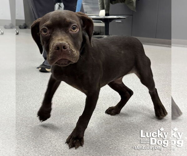 Medium Photo #1 Boston Terrier-Pointer Mix Puppy For Sale in Washington, DC, USA