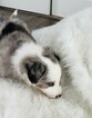 Small Photo #10 Border Collie Puppy For Sale in ROCK ISLAND, IL, USA