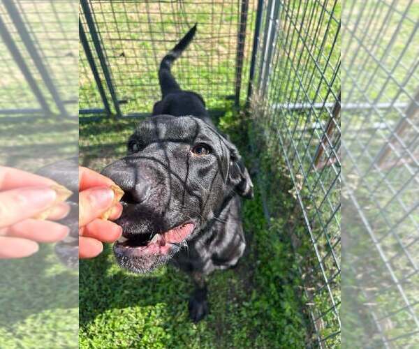 Medium Photo #7 Labrador Retriever-Unknown Mix Puppy For Sale in Abbeville, LA, USA