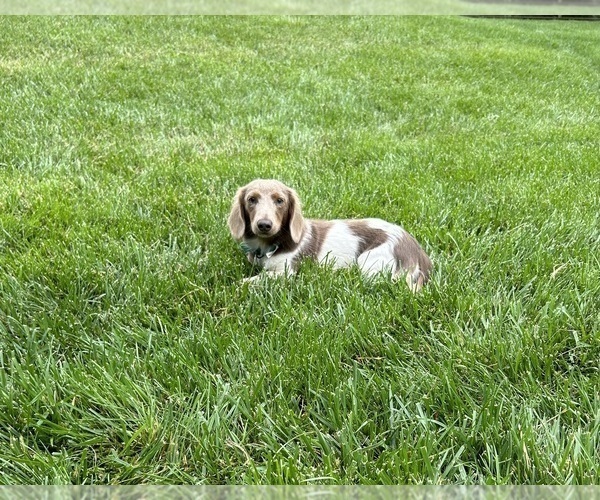 Medium Photo #1 Dachshund Puppy For Sale in MIDDLEBURY, IN, USA