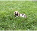 Small Photo #1 Dachshund Puppy For Sale in MIDDLEBURY, IN, USA
