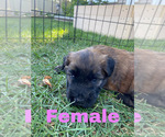 Small Photo #1 Soft Coated Wheaten Terrier Puppy For Sale in WARRENVILLE, IL, USA