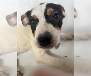 American Pit Bull Terrier-Unknown Mix Dogs for adoption in Houston, TX, USA