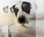 Small American Pit Bull Terrier Mix