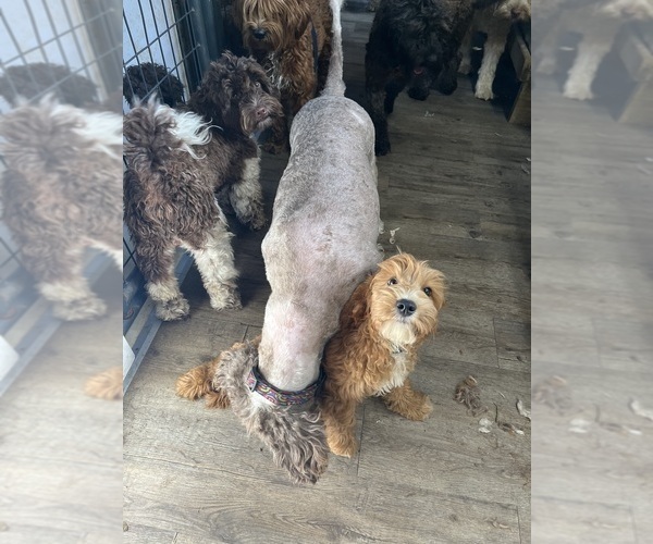 Medium Photo #4 Australian Labradoodle Puppy For Sale in WINDSOR, SC, USA