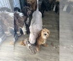Bridger - Male Australian Labradoodle Dog for Adoption - Photo #4