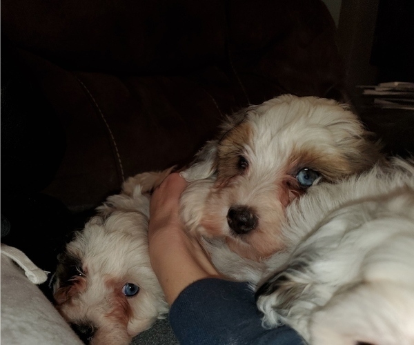 Medium Photo #21 Bernedoodle (Miniature) Puppy For Sale in LEETONIA, OH, USA