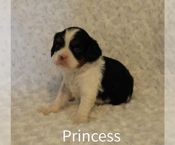 Medium Photo #8 Cavalier King Charles Spaniel Puppy For Sale in HOMELAND, CA, USA