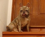 Small Photo #1 French Bulldog Puppy For Sale in BLOOMFIELD, MO, USA