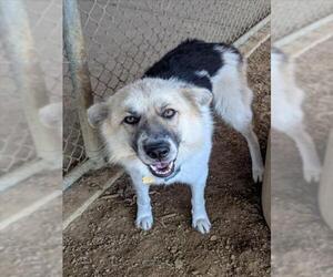 Great Pyrenees-Unknown Mix Dogs for adoption in Plano, TX, USA