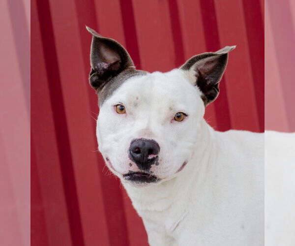 Medium Photo #2 American Pit Bull Terrier Puppy For Sale in Tracy, CA, USA
