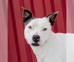 Small #1 American Pit Bull Terrier